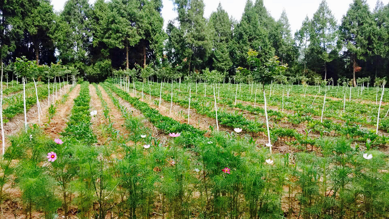 种植基地